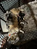 Corgi poos M/F, a female Pembroke Welsh Corgi and Poodle - Toy  for sale in Lacona, NY – Photo 3 of 3