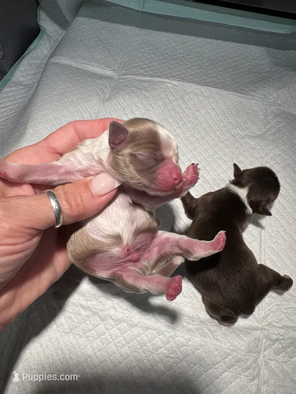 Rheas boy 1 – Chihuahua puppy for sale in Lacona, NY