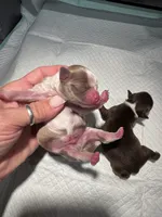 Rheas boy 1, a male Chihuahua for sale in Lacona, NY – 1 of 2