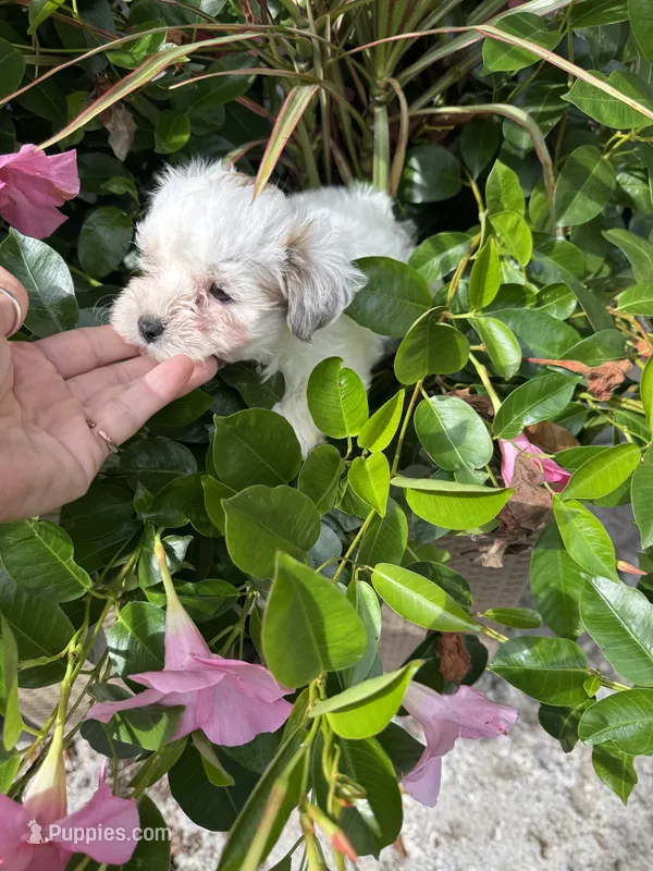 Maples girl 2 – Yorkipoo puppy for sale in Lacona, NY