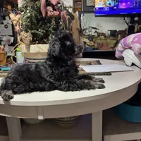Black and silver, a male Poodle - Toy  for sale in Lacona, NY – Photo 1 of 4