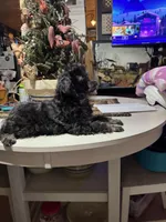 Black and silver, a male Poodle - Miniature  for sale in Lacona, NY – Photo 1 of 2
