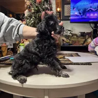 Black and silver, a male Poodle - Toy  for sale in Lacona, NY – Photo 2 of 4