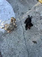 Black and silver, a male Poodle - Toy  for sale in Lacona, NY – Photo 3 of 4