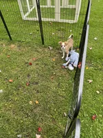 Lucas, a male Chihuahua for sale in Lacona, NY – 2 of 2