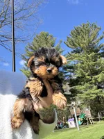 Sky’s tcup boy 1, a male Yorkshire Terrier for sale in Lacona, NY – 1 of 3
