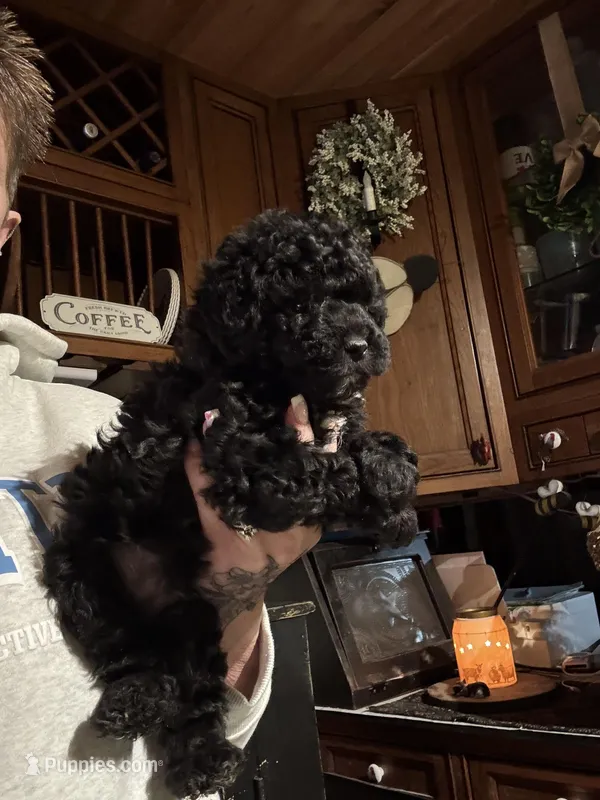 Stella’s boy 2 – Yorkipoo puppy for sale in Lacona, NY