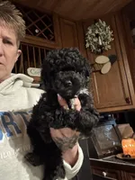 Stella’s boy 2, a male Yorkipoo for sale in Lacona, NY – Photo 2 of 2