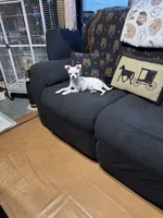 Bloom, a female Chihuahua for sale in Lacona, NY – Photo 3 of 5