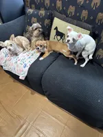 Bloom, a female Chihuahua for sale in Lacona, NY – Photo 2 of 5