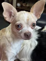 Bloom, a female Chihuahua for sale in Lacona, NY – Photo 5 of 5