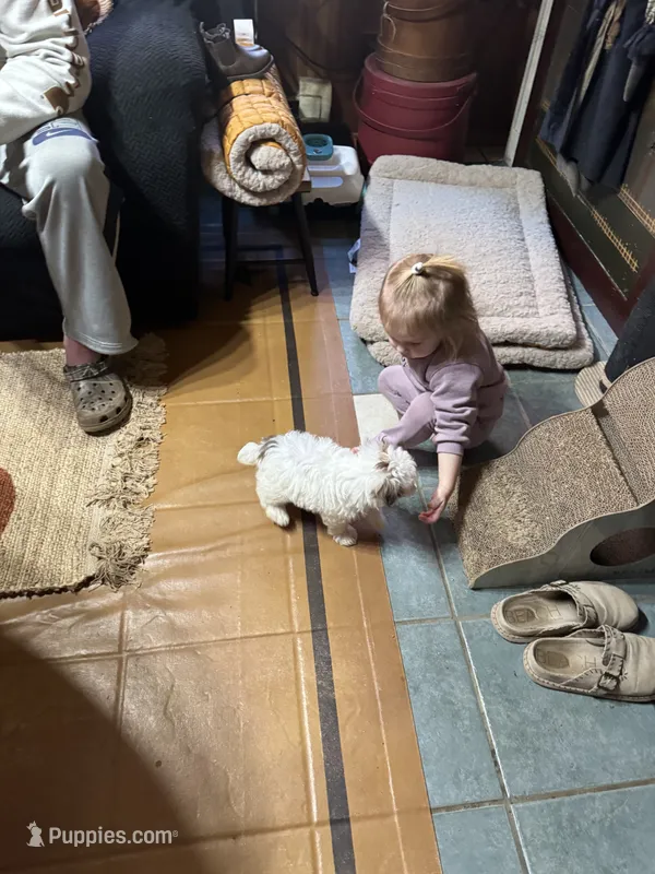 Maples girl 2 – Yorkipoo puppy for sale in Lacona, NY