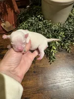 White girl, a female Chihuahua for sale in Lacona, NY – 1 of 4