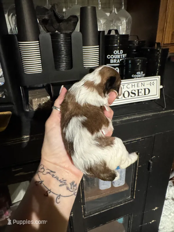 Sophie’s boy 1 – Yorkipoo puppy for sale in Lacona, NY