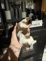 Sophie’s boy 1, a male Yorkipoo for sale in Lacona, NY – 1 of 2