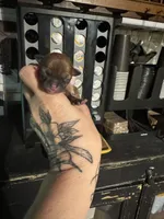 Trues boy 2, a male Chihuahua for sale in Lacona, NY – 2 of 3