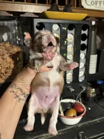 Rheas lilac boy, a male Chihuahua for sale in Lacona, NY – 3 of 4