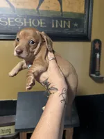 Bean, a female Miniature Dachshund for sale in Lacona, NY – 2 of 2