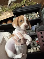 Chessie’s girl, a female Miniature Dachshund for sale in Lacona, NY – Photo 1 of 3