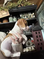 Chessie’s girl, a female Miniature Dachshund for sale in Lacona, NY – Photo 3 of 3