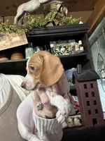 Chessie’s girl, a female Miniature Dachshund for sale in Lacona, NY – Photo 2 of 3