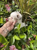 Maples girl 2, a female Yorkipoo for sale in Lacona, NY – 2 of 3