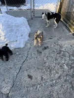 Merle, a male Poodle - Toy  for sale in Lacona, NY – Photo 4 of 5