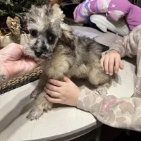 Merle, a male Poodle - Toy  for sale in Lacona, NY – Photo 2 of 5