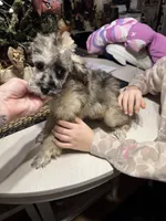 Merle, a male Poodle - Toy  for sale in Lacona, NY – Photo 2 of 3