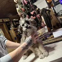 Merle, a male Poodle - Toy  for sale in Lacona, NY – Photo 1 of 5