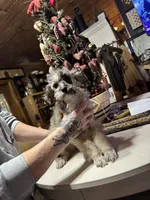 Merle, a male Poodle - Toy  for sale in Lacona, NY – Photo 1 of 3