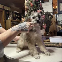 Merle, a male Poodle - Toy  for sale in Lacona, NY – Photo 3 of 5