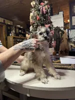 Merle, a male Poodle - Toy  for sale in Lacona, NY – Photo 3 of 3