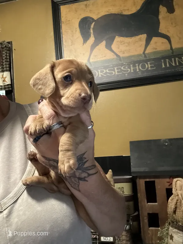 Bean – Miniature Dachshund puppy for sale in Lacona, NY