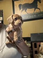 Bean, a female Miniature Dachshund for sale in Lacona, NY – 1 of 2