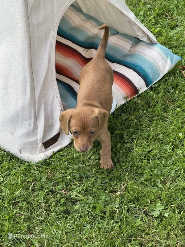 Bean – Miniature Dachshund puppy for sale in Lacona, NY