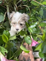 Maples girl# 3, a female Yorkipoo for sale in Lacona, NY – 2 of 4