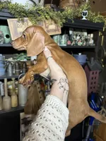 Red boy, a male Miniature Dachshund for sale in Lacona, NY – Photo 3 of 3