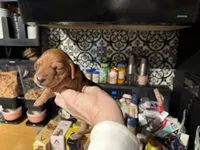 Red boy, a male Miniature Dachshund for sale in Lacona, NY – Photo 3 of 3