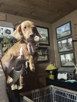 Red boy, a male Miniature Dachshund for sale in Lacona, NY – Photo 2 of 3