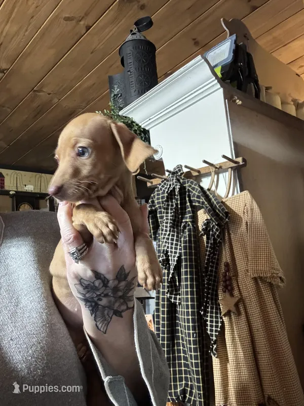 Red boy – Miniature Dachshund puppy for sale in Lacona, NY