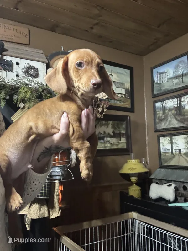 Red boy – Miniature Dachshund puppy for sale in Lacona, NY