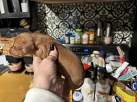 Red boy, a male Miniature Dachshund for sale in Lacona, NY – Photo 1 of 3