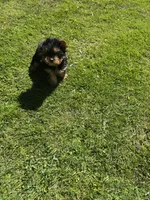 Sky’s tcup boy 1, a male Yorkshire Terrier for sale in Lacona, NY – 3 of 3
