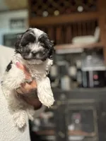 Sophie’s boy , a male Yorkipoo for sale in Lacona, NY – 2 of 3