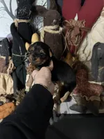 Sky’s tcup boy 1, a male Yorkshire Terrier for sale in Lacona, NY – Photo 2 of 3