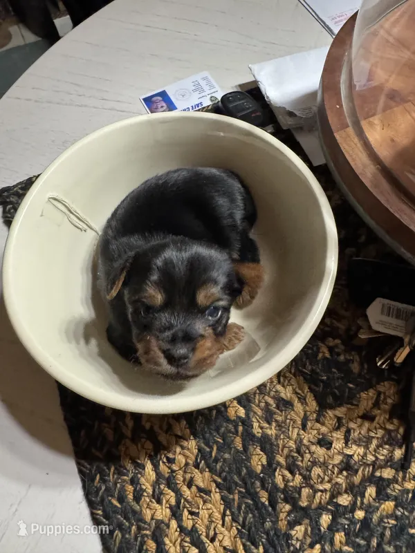 Sky’s tcup boy 1 – Yorkshire Terrier puppy for sale in Lacona, NY