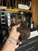 Reaha’s boy 2, a male Chihuahua for sale in Lacona, NY – 3 of 5