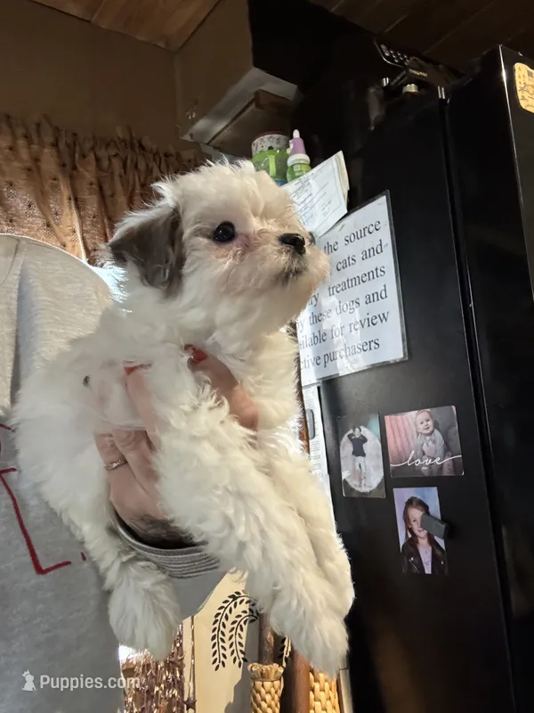 Maples girl 2 – Yorkipoo puppy for sale in Lacona, NY