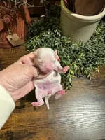 White girl, a female Chihuahua for sale in Lacona, NY – 2 of 4